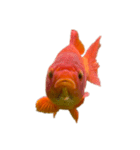 金魚ょ（個別スタンプ：1）