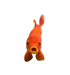 金魚ょ（個別スタンプ：4）