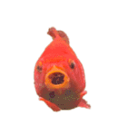 金魚ょ（個別スタンプ：5）