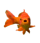 金魚ょ（個別スタンプ：7）