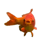 金魚ょ（個別スタンプ：8）