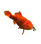 金魚ょ（個別スタンプ：11）