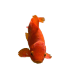 金魚ょ（個別スタンプ：13）