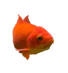金魚ょ（個別スタンプ：14）