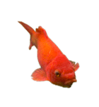 金魚ょ（個別スタンプ：15）