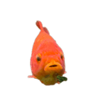 金魚ょ（個別スタンプ：16）