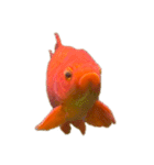 金魚ょ（個別スタンプ：17）