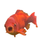 金魚ょ（個別スタンプ：18）