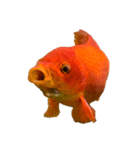 金魚ょ（個別スタンプ：19）