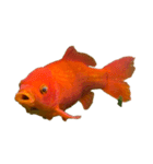 金魚ょ（個別スタンプ：20）