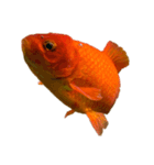 金魚ょ（個別スタンプ：21）