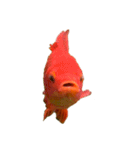 金魚ょ（個別スタンプ：23）