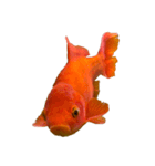 金魚ょ（個別スタンプ：26）