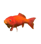金魚ょ（個別スタンプ：27）
