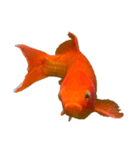金魚ょ（個別スタンプ：28）