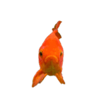 金魚ょ（個別スタンプ：31）