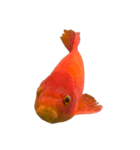 金魚ょ（個別スタンプ：32）