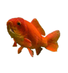 金魚ょ（個別スタンプ：33）