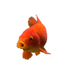 金魚ょ（個別スタンプ：35）