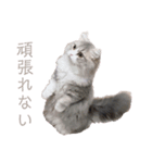 ミヌエットの王子（個別スタンプ：3）