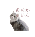 ミヌエットの王子（個別スタンプ：8）