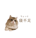ミヌエットの王子（個別スタンプ：9）