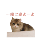 ミヌエットの王子（個別スタンプ：10）