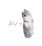 ミヌエットの王子（個別スタンプ：15）
