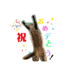 デチデチ音頭（個別スタンプ：3）