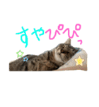 デチデチ音頭（個別スタンプ：6）