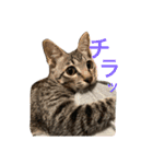 デチデチ音頭（個別スタンプ：8）