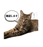 デチデチ音頭（個別スタンプ：13）