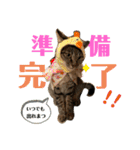 デチデチ音頭（個別スタンプ：17）