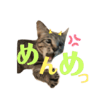 デチデチ音頭（個別スタンプ：37）