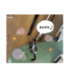 デチデチ音頭（個別スタンプ：38）