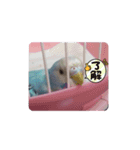 セキセイインコのキョロちゃん（個別スタンプ：2）