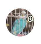 セキセイインコのキョロちゃん（個別スタンプ：5）