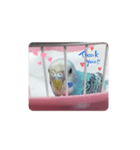 セキセイインコのキョロちゃん（個別スタンプ：6）