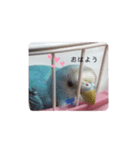 セキセイインコのキョロちゃん（個別スタンプ：7）