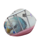 セキセイインコのキョロちゃん（個別スタンプ：8）