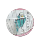 セキセイインコのキョロちゃん（個別スタンプ：10）