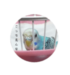 セキセイインコのキョロちゃん（個別スタンプ：14）