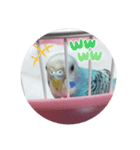 セキセイインコのキョロちゃん（個別スタンプ：16）