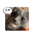 子猫ルルちゃん探検隊（個別スタンプ：2）