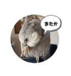 子猫ルルちゃん探検隊（個別スタンプ：3）