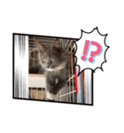 子猫ルルちゃん探検隊（個別スタンプ：9）