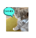 子猫ルルちゃん探検隊（個別スタンプ：11）