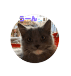 子猫ルルちゃん探検隊（個別スタンプ：12）