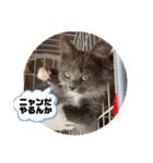 子猫ルルちゃん探検隊（個別スタンプ：13）