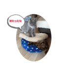 子猫ルルちゃん探検隊（個別スタンプ：14）